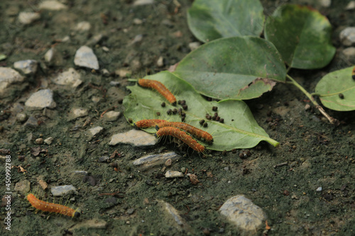 .Yellow caterpillar larvae crawl on the ground and feed on leaves after the wind blows to the ground after heavy rain.