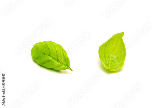 Two organic Italian sweet basil  Ocimum basilicum  leaves isolated on white