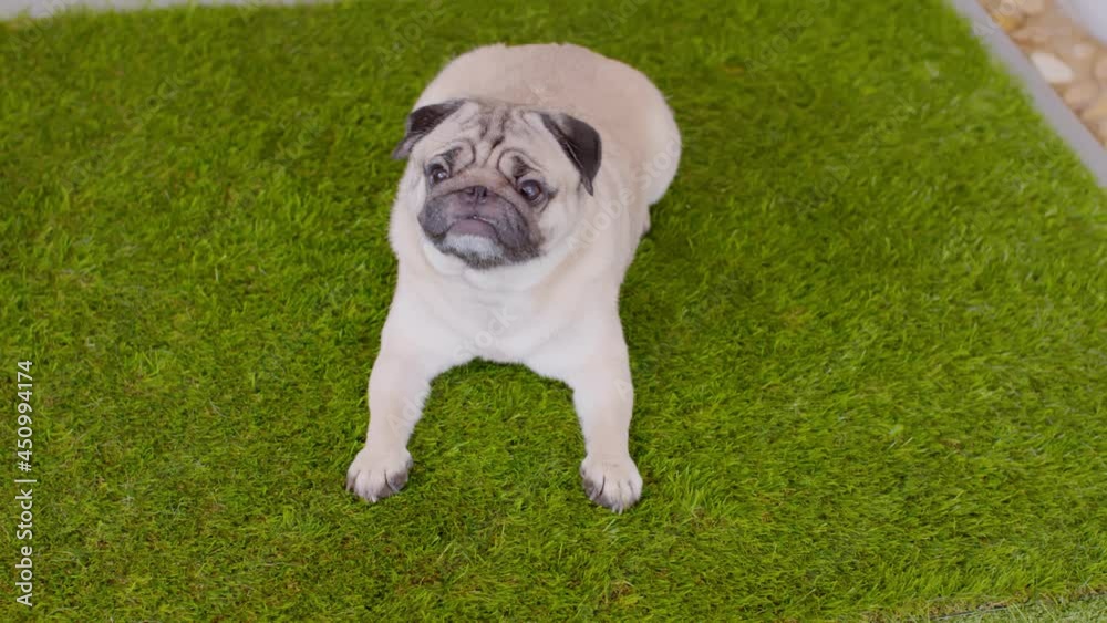 Adorable dog lying on green grass smile and relax,Clam of Cute dog pug breed smile and funny face waiting to play and spend time with owner,Purebred Happiness dog concept
