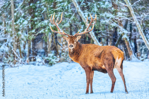 Artistic fairy Christmas. Winter seasonal image. Noble deer against winter snowy forest.