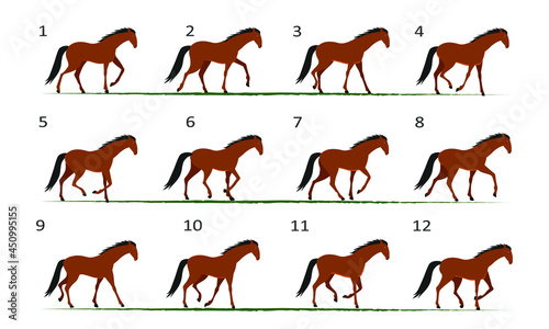 Horse gait animation. Horse walking, twelve key frames.