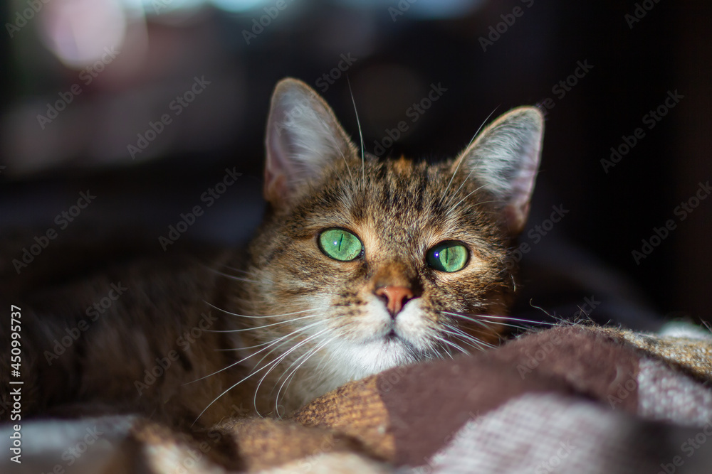 Domestic tricolor (white, gray, red) mestizo cat with green eyes lies on a blanket. Sun on the face. Close-up, dark background, bokeh.