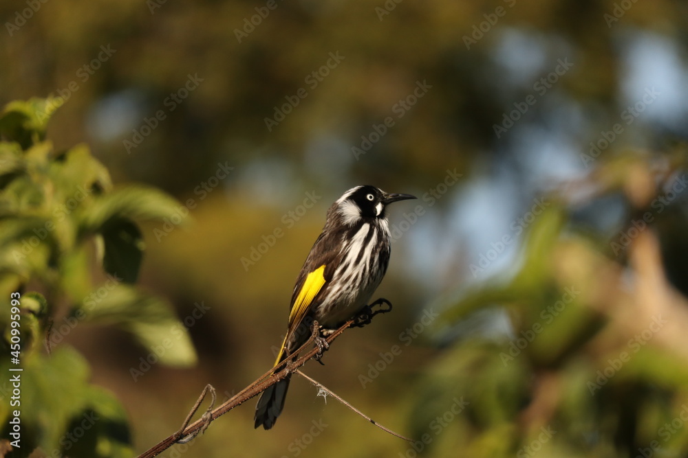 Fototapeta premium New Holland Honeyeater