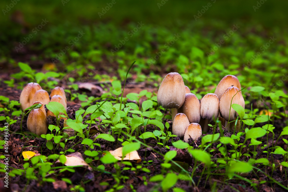 Poisonous mushrooms in a green meadow. Pale toadstool mushrooms. Poisonous mushrooms in a green meadow. Pale toadstool mushrooms.