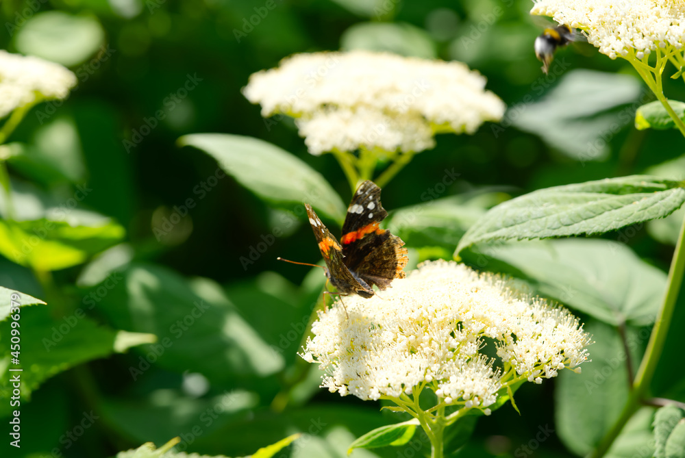 Red admiral butterfly Vanessa atalanta on Hydrangea arborescens Smooth Hydrangea flowers. close up