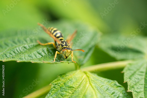 Wasp on the green leaf in nature.Insect © alexbush