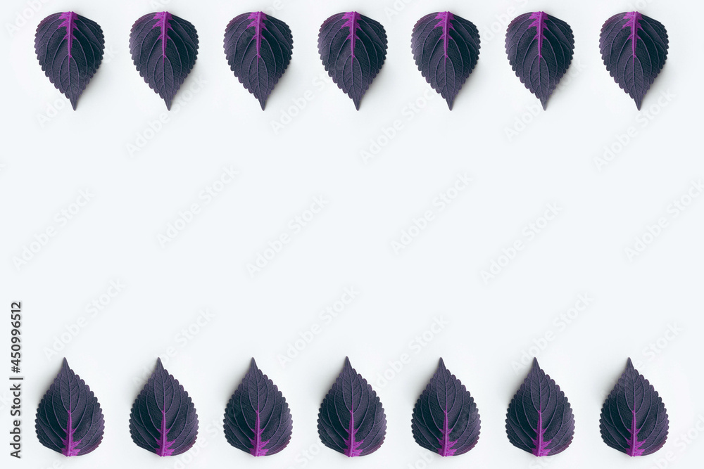 Dark purple leaves on white background 
