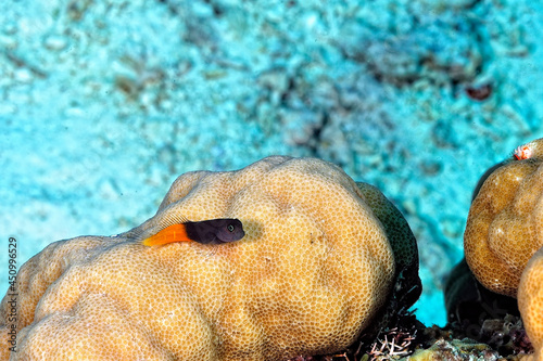 A two color combtooth blenny photo