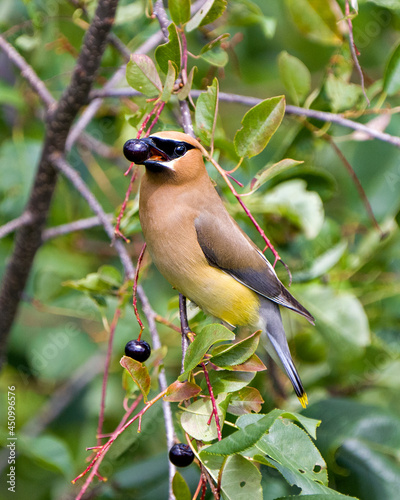 Cedar Waxwing Stock Photo and Image. Perched eating wild berry fruits in its environment and habitat surrounding with a blur background. Berry in its open beak.