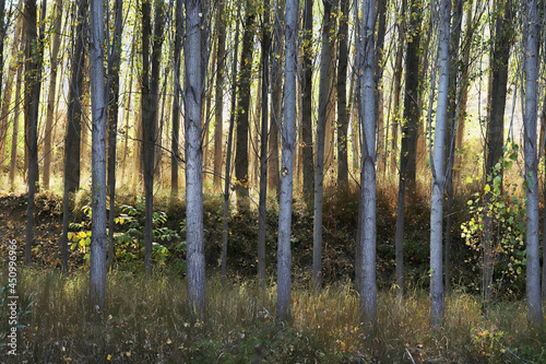 Poplar trees in autumn. Tree background.