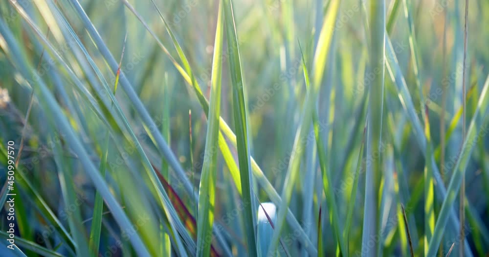 sedge in the background light at sunset. Rare sun rays can barely pass through grass. The blades of grass are separated by wind. dense greenery is a microcosm of insects and beetles. backdrop or sedge in the background light at sunset. Rare sun rays can barely pass through grass. The blades of grass are separated by wind. dense greenery is a microcosm of insects and beetles. backdrop or