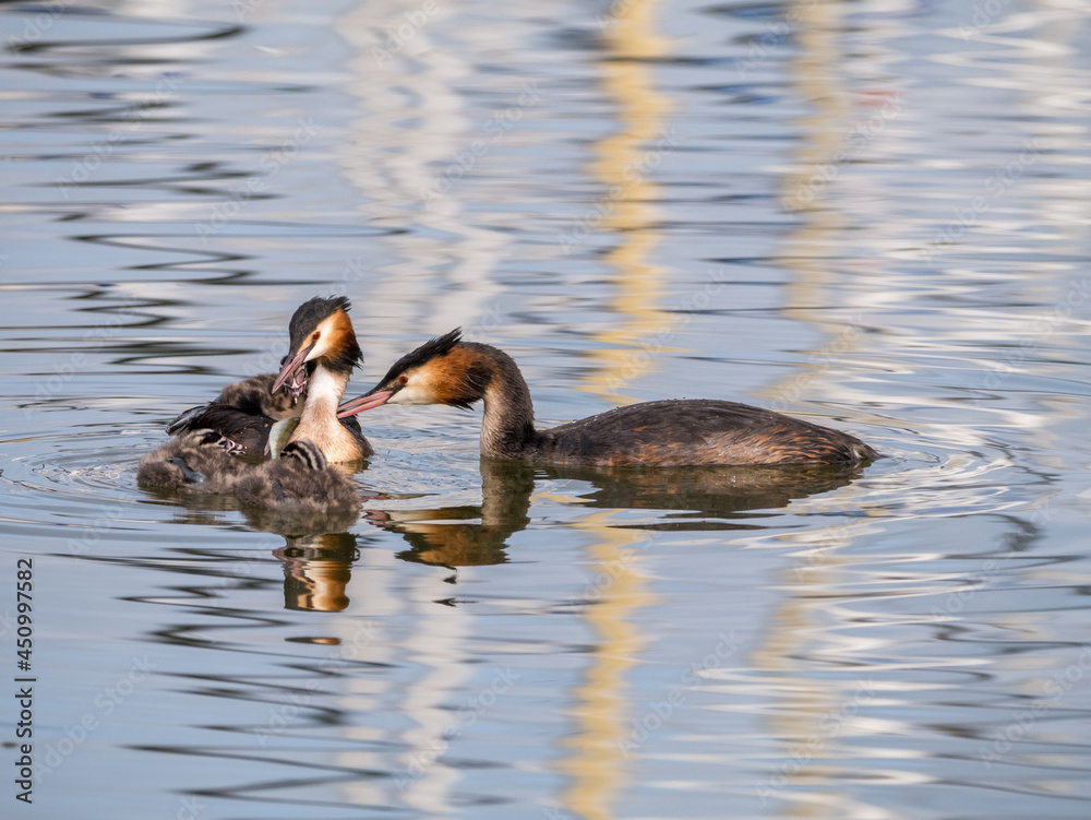 Great crested grebe, Podiceps cristatus, family - male feeding fish to juvenile, Netherlands Great crested grebe, Podiceps cristatus, family - male feeding fish to juvenile, Netherlands