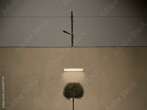 Tree and light on wall