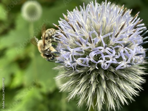 Bee on a flower