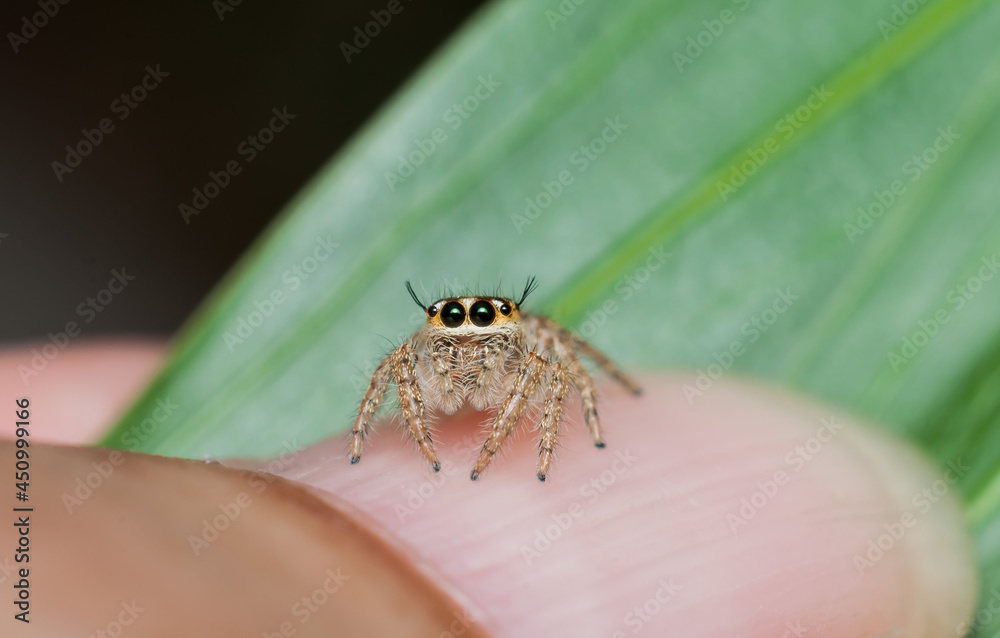 Jumping spiders make up the largest family of spiders. Baby Jumping