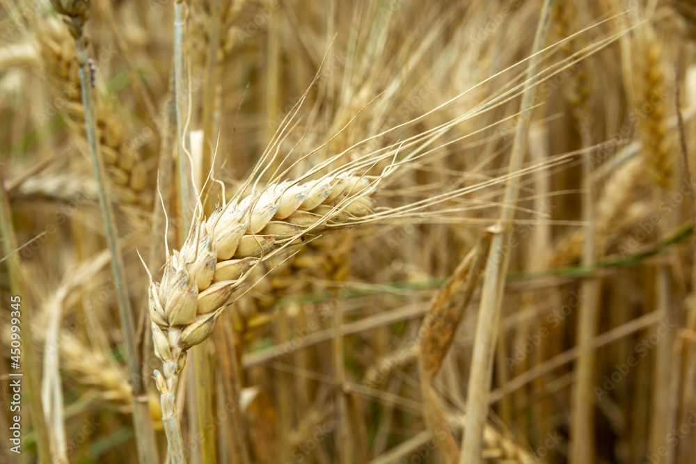 Close-up of a golden ear of grain Close-up of a golden ear of grain