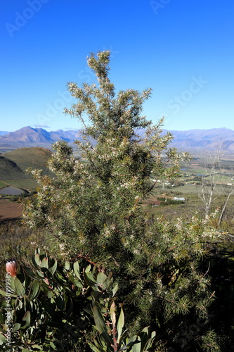 A Hakea sericea tree growing on a mountain photo