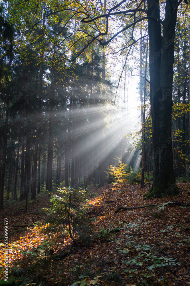 Fototapeta premium enchanting lights and dark shadows of tree trunks in the fairy tale forest