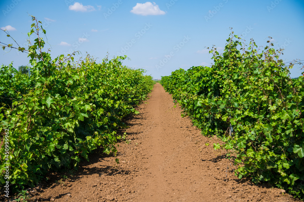 Beautiful rows of young green vineyards move in the wind