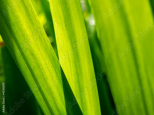 Bright Walking Iris Leaf