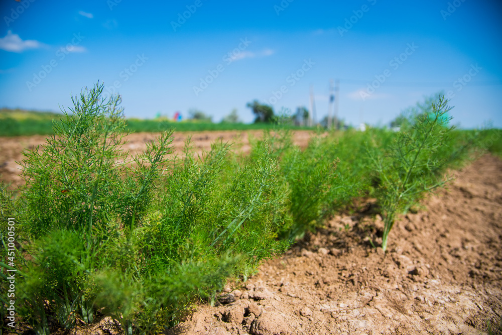 Fototapeta premium Medicinal plant Fennel (Foeniculum Vulgare Mill.) grows in an agricultural field