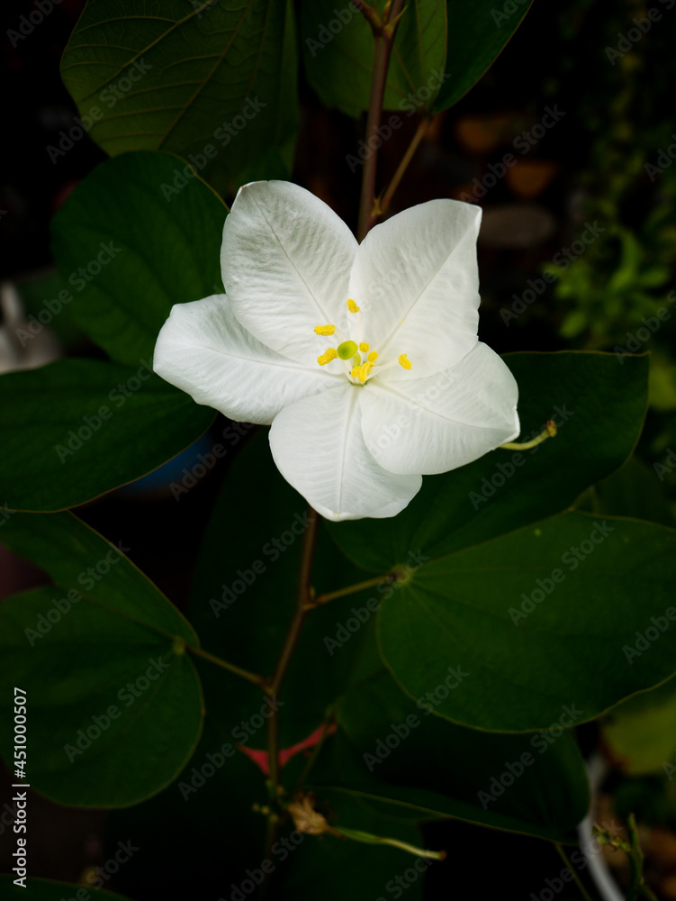 White Kalong Flower Blooming White Kalong Flower Blooming