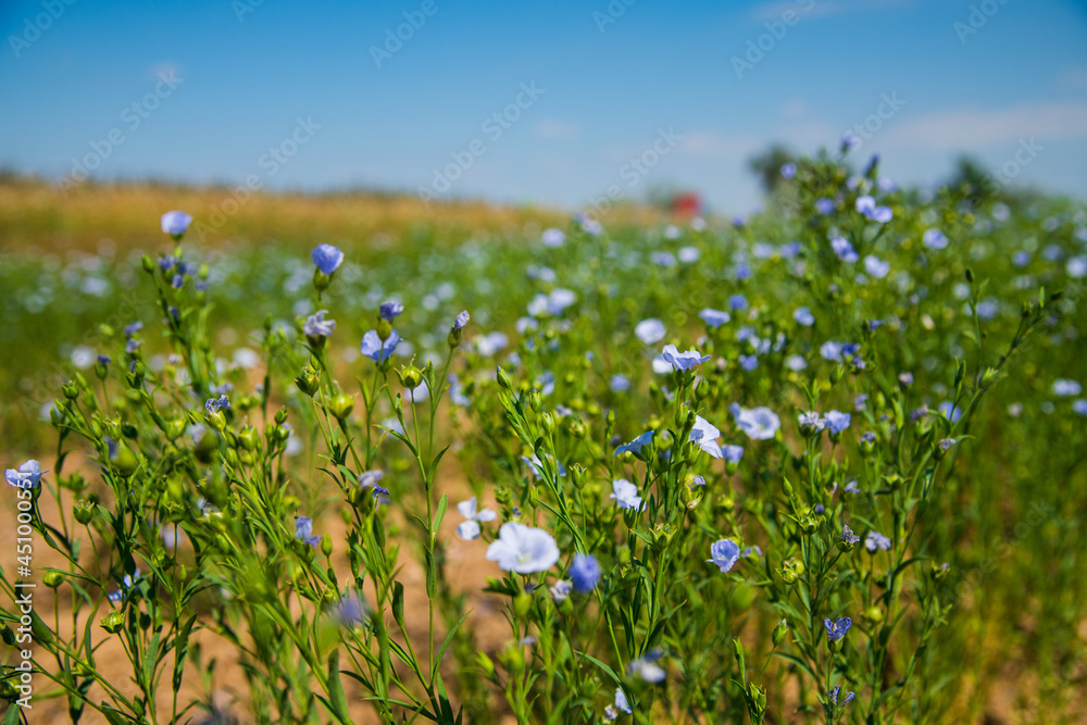 Obraz premium Medicinal plant Flax (Linum Usitatissimum) grows in an agricultural field