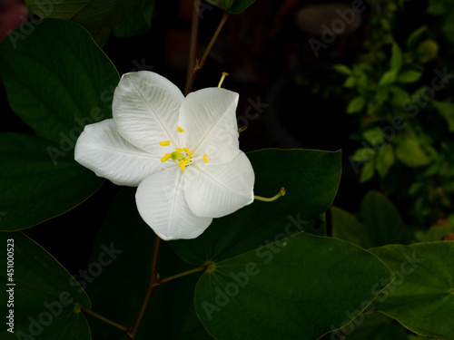 White Kalong Flower Blooming