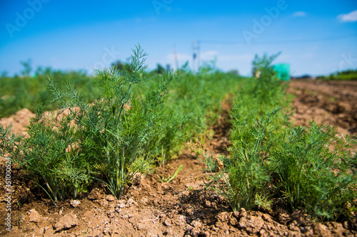 Plant Odorous Dill (Anethum graveolens) grows in an agricultural field