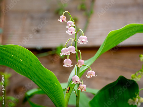 Fotografie Lily of the valley, Convallaria majalis rosea, close up of pink, bell-shaped flo