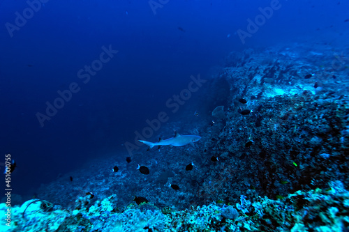 Fototapeta Naklejka Na Ścianę i Meble -  A picture of a reef whitetip shark