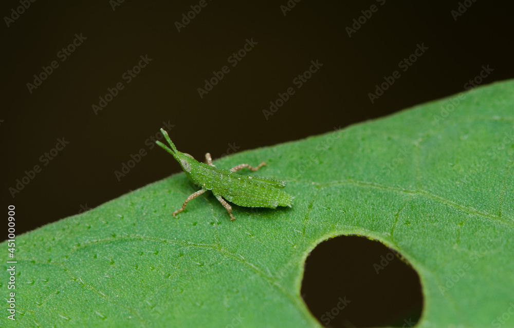 Macro photography of insects, bugs and critters. Up-Close with Nature ...