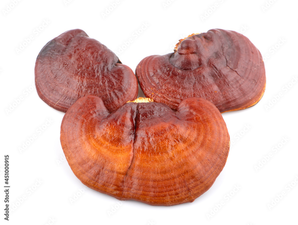 Ganoderma Lucidum Mushroom isolated on white background Ganoderma Lucidum Mushroom isolated on white background