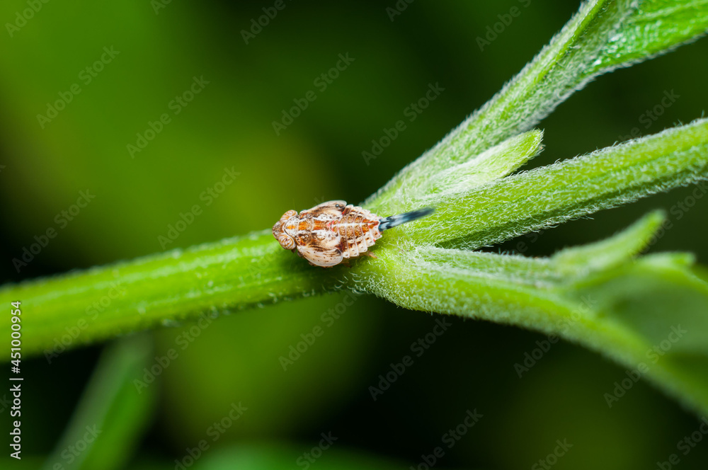 Macro photography of insects, bugs and critters. Up-Close with Nature. With true macro lens of 1 to 1 magnification, one is able to see what the naked eyes cannot see in details and textures Macro photography of insects, bugs and critters. Up-Close with Nature. With true macro lens of 1 to 1 magnification, one is able to see what the naked eyes cannot see in details and textures