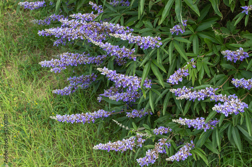Chaste tree or vitex flowering plant with lavender flowers spikes. photo