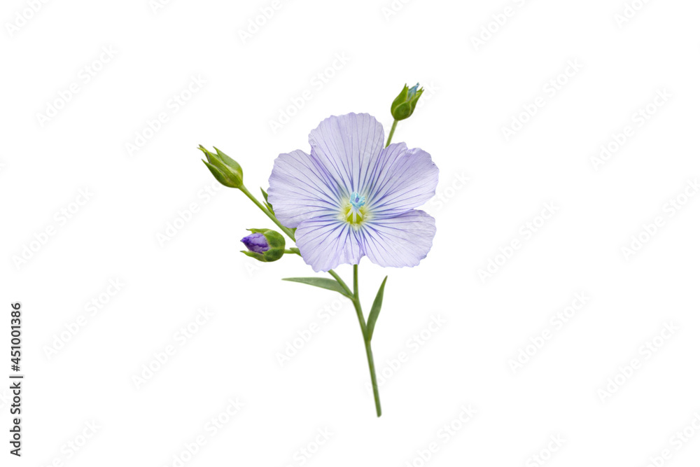 Flax or linseed flower and buds branch isolated on white Flax or linseed flower and buds branch isolated on white