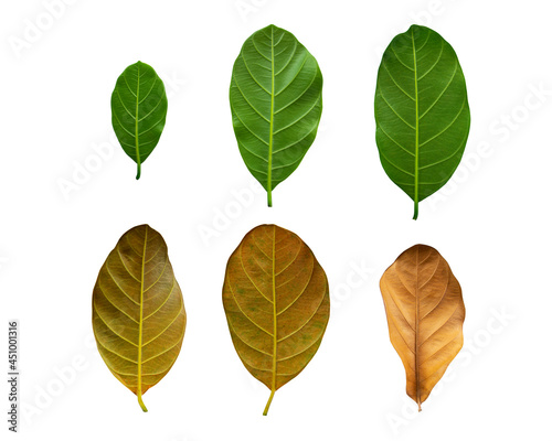 jackfruit back leaves isolated