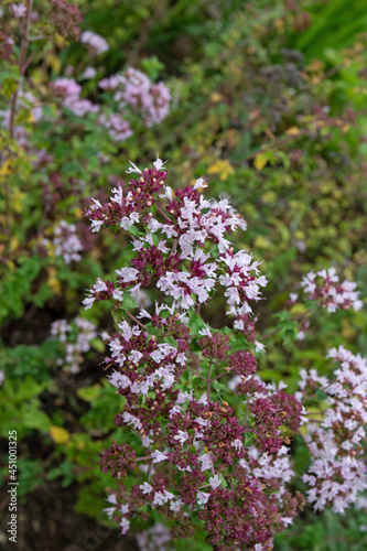 Oregano or origanum vulgare small purple flowers.