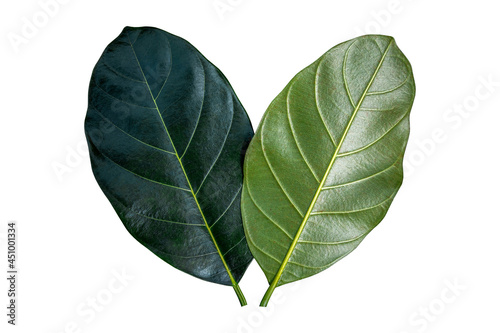 Green Leaf jackfruit