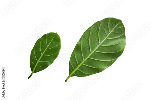 jackfruit back leaves isolated