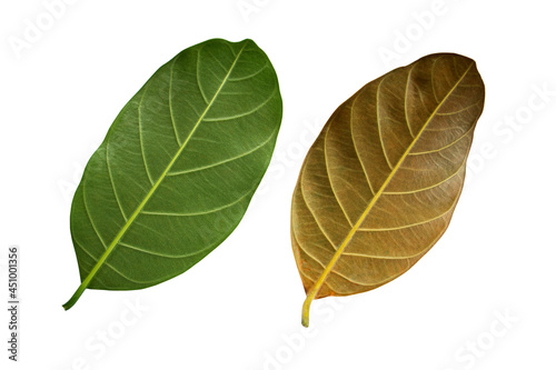 jackfruit back leaves isolated
