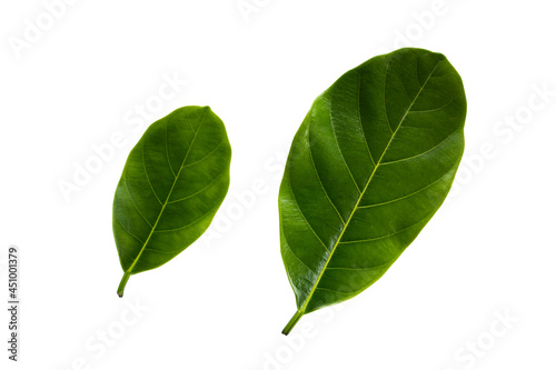 jackfruit leaves isolated