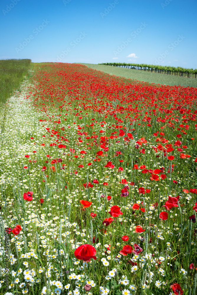 Poppy field in burgenland