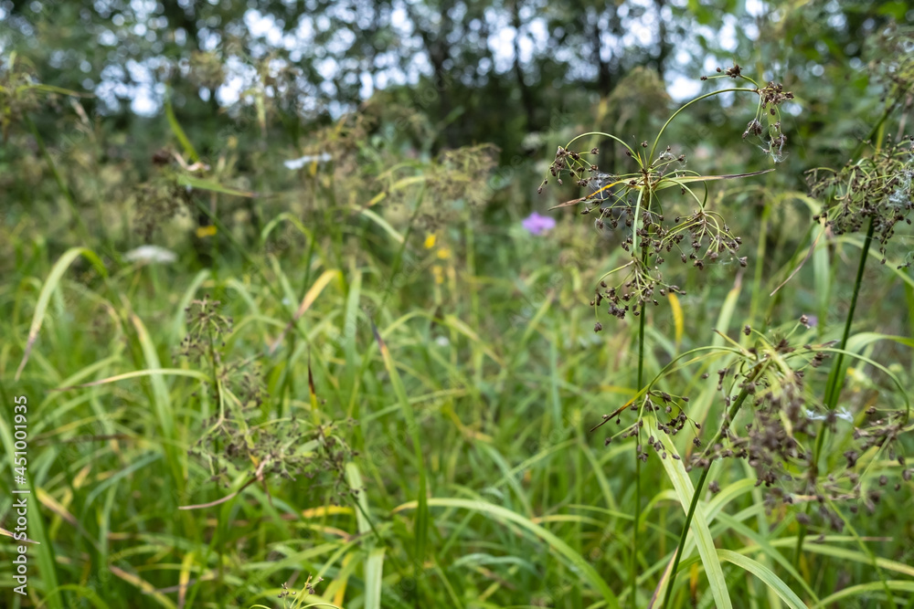 Obraz premium Grass and wildflowers on a blurred background of trees and blue sky.