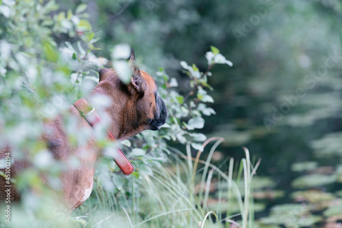a German boxer dog in the thickets on the lake shore © Anastasiia