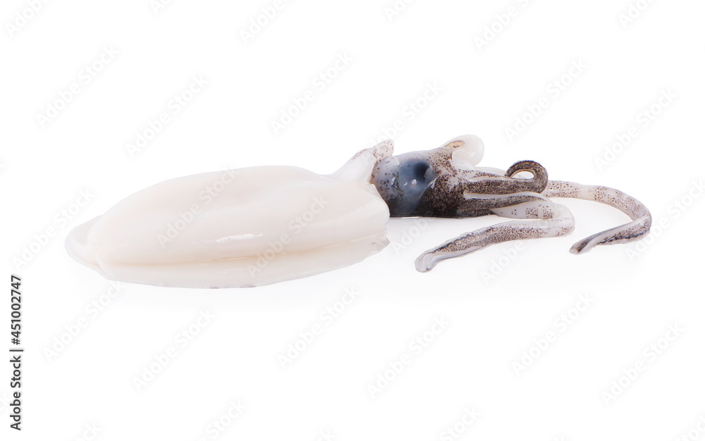 fresh squids on white background fresh squids on white background