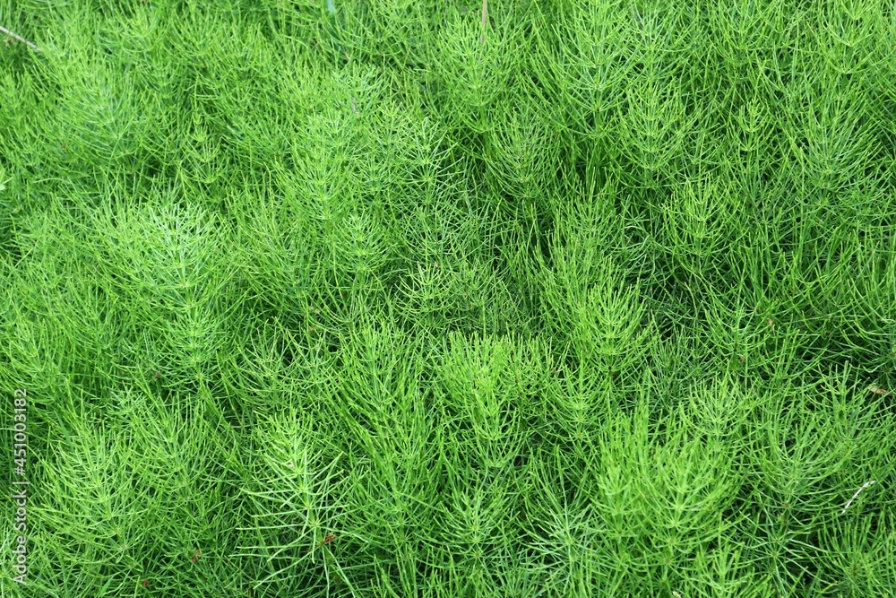 Natural green background of horsetail