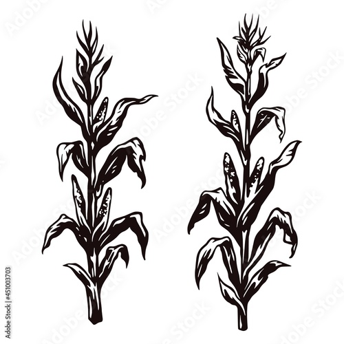 Vintage monochrome concept of corn plants