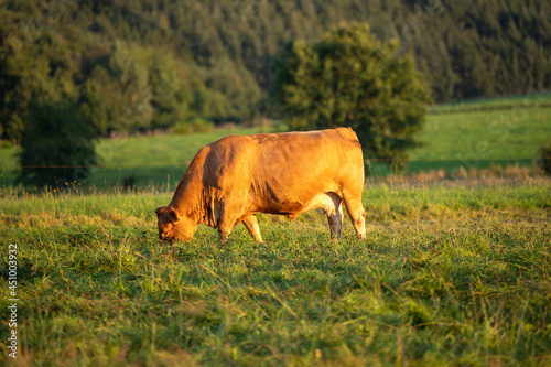 Eine Kuh auf der grünen Weide in der Abendsonne