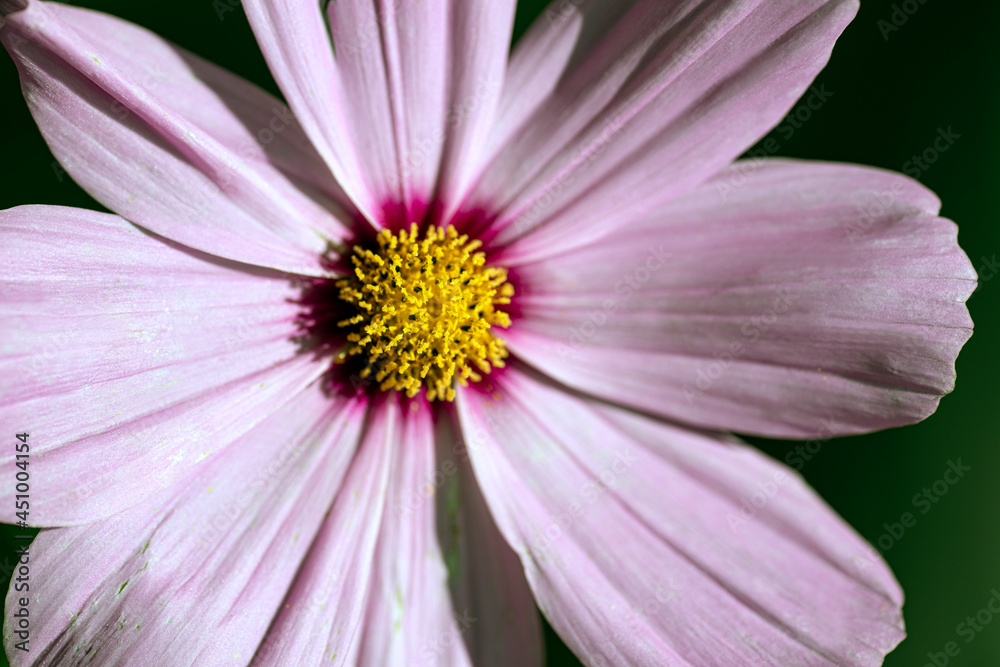 close up of pink flower, nacka,sverige,sweden,stockholm close up of pink flower, nacka,sverige,sweden,stockholm